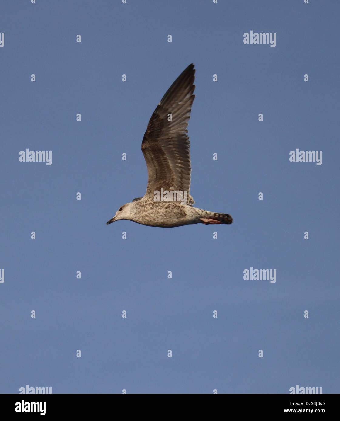 Der Flug der jungen Möwe - Smartphone-aufgenommenes Stockfoto