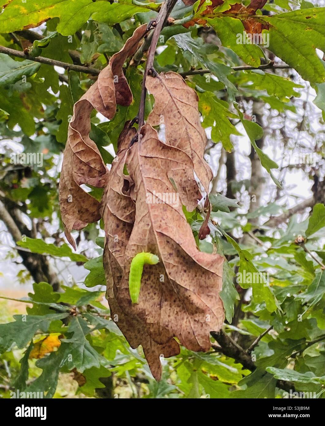 Caterpillar auf einem Blatt in Rhydargaeau, Carmarthenshire, Wales. September 2021. Stockfoto