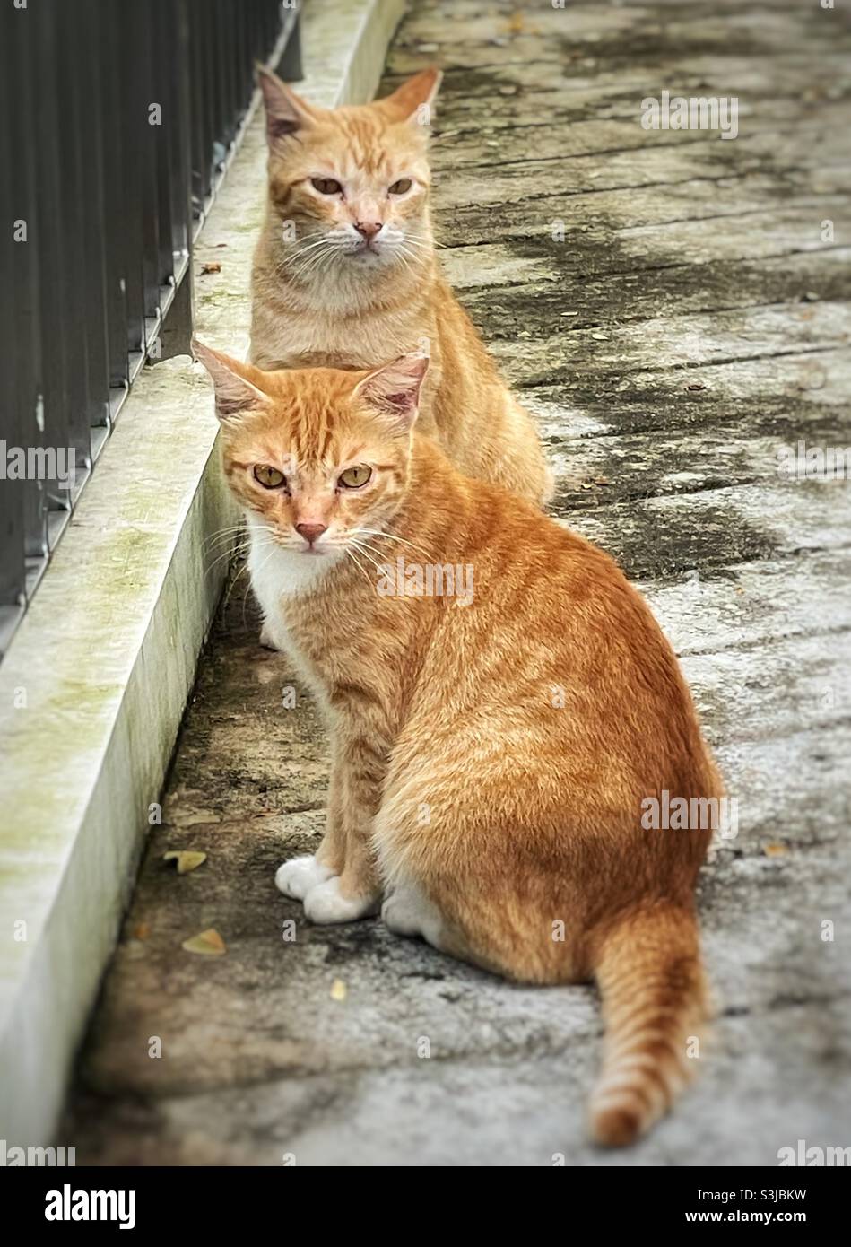 Zwei Ingwerkatzen Stockfoto