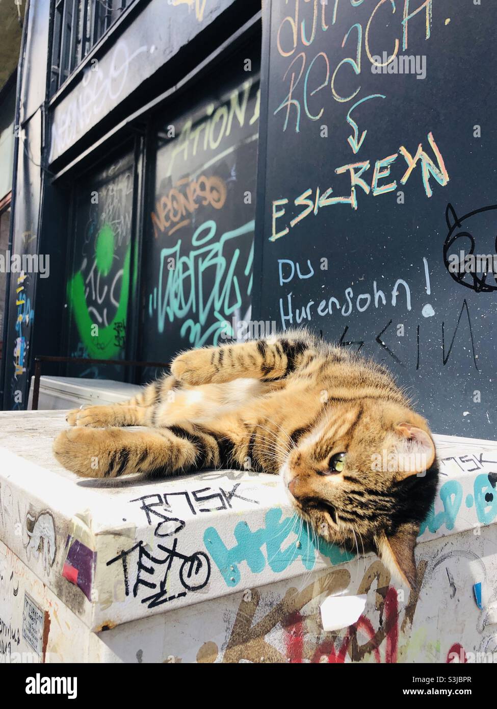 Streunende Katze liegt bequem auf der Straße - Smartphone-aufgenommenes Stockfoto