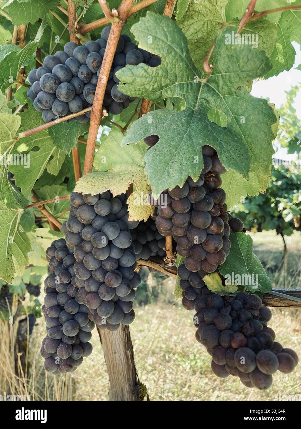 Im Willamette Valley in Oregon können Grauburgunder-Trauben geerntet werden. Stockfoto