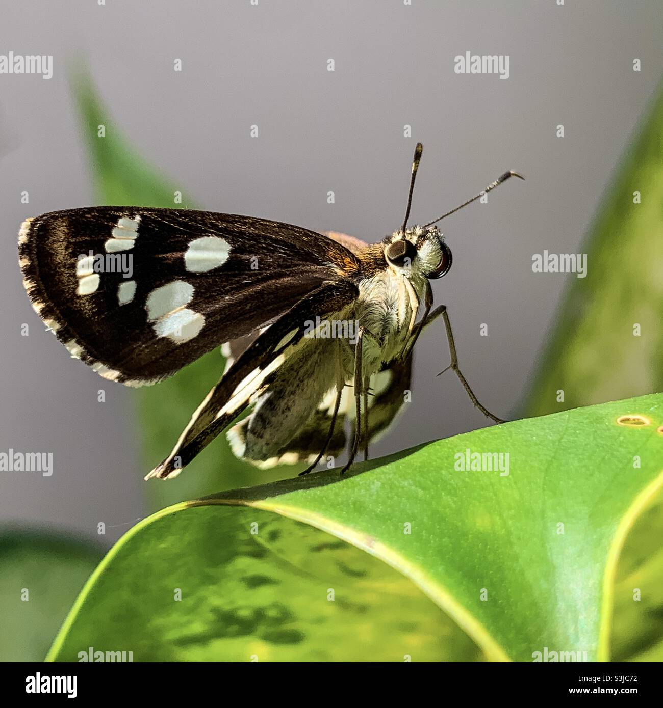 Udaspes folus, der Schmetterling des Grasdämons Stockfoto