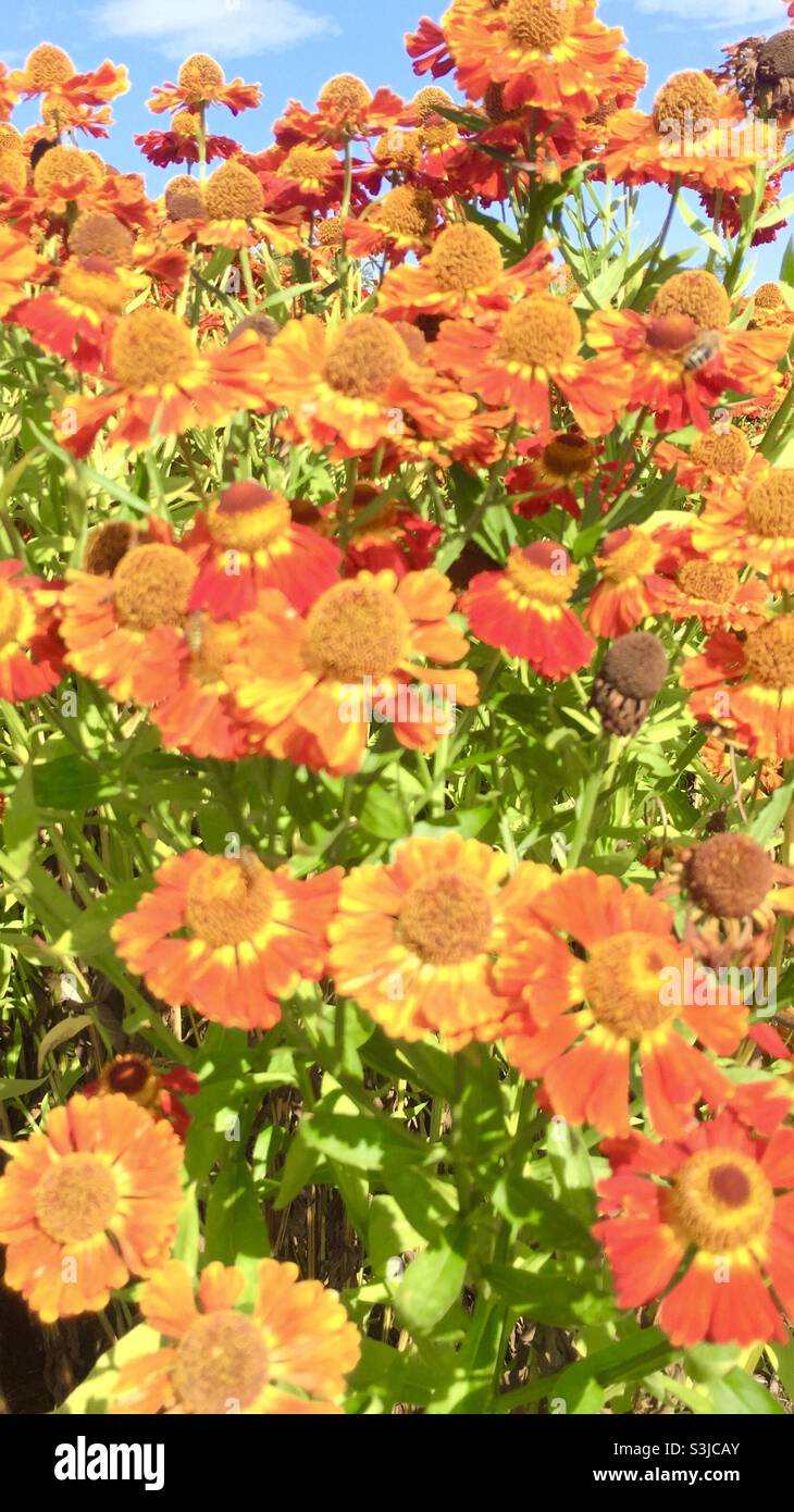 Patch von Orange Helenium Blumen Stockfoto