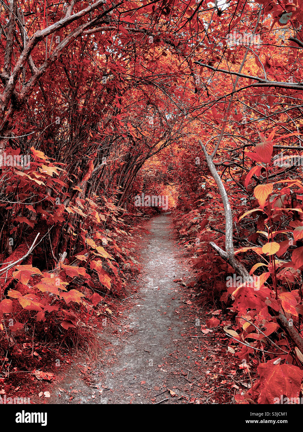 Herbst-Trail Stockfoto