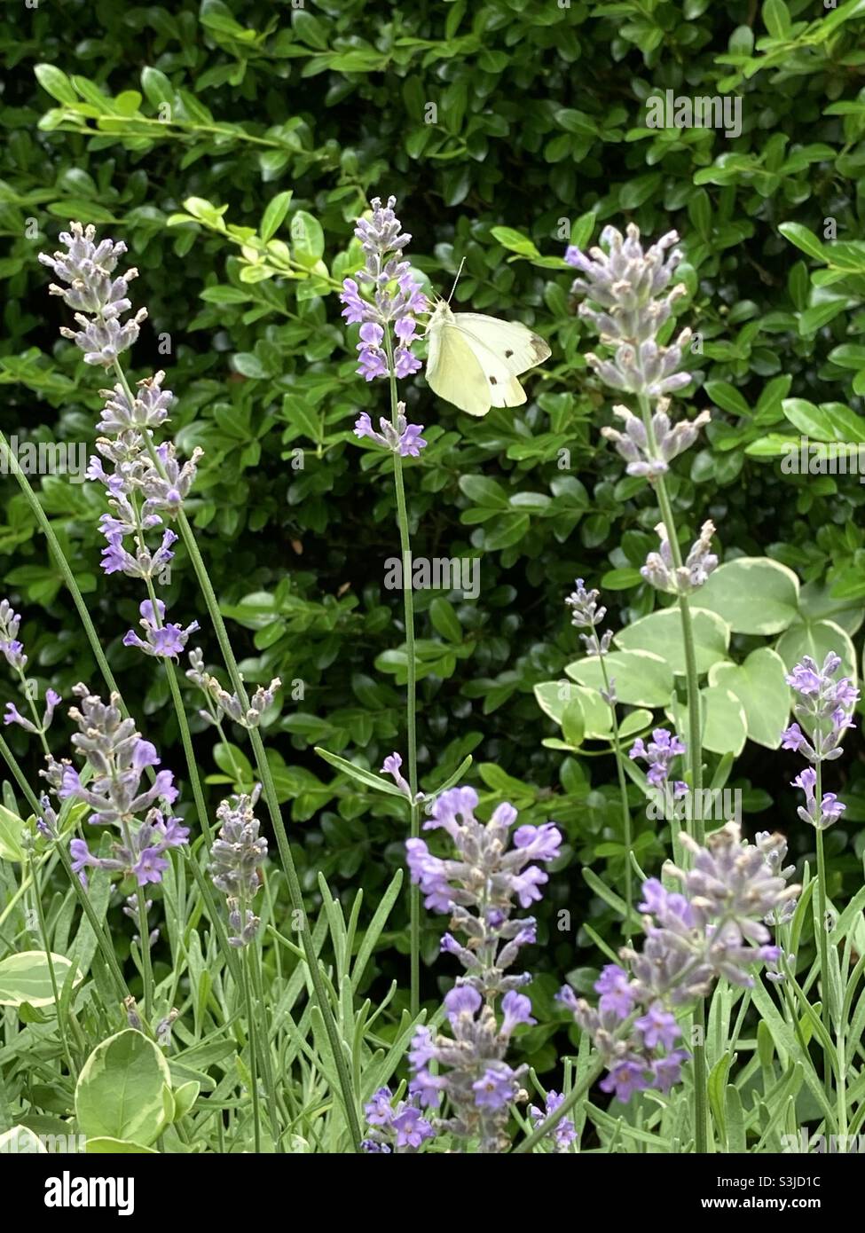 Ein Kohl-Schmetterling auf englischem Lavendel Stockfoto