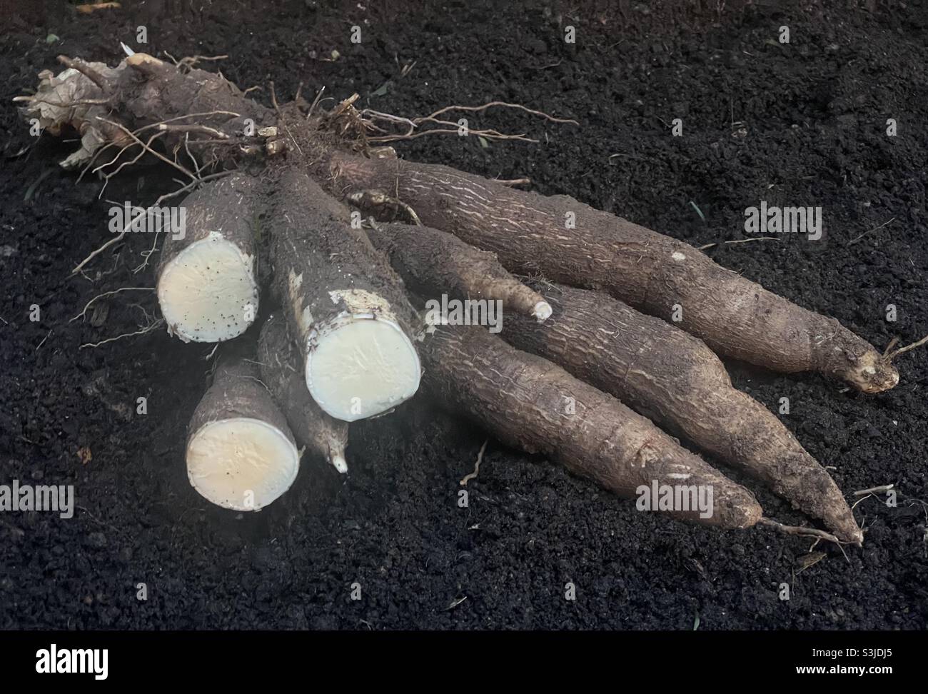 Geerntete Tapioka-Knollen in Malaysia. Stockfoto