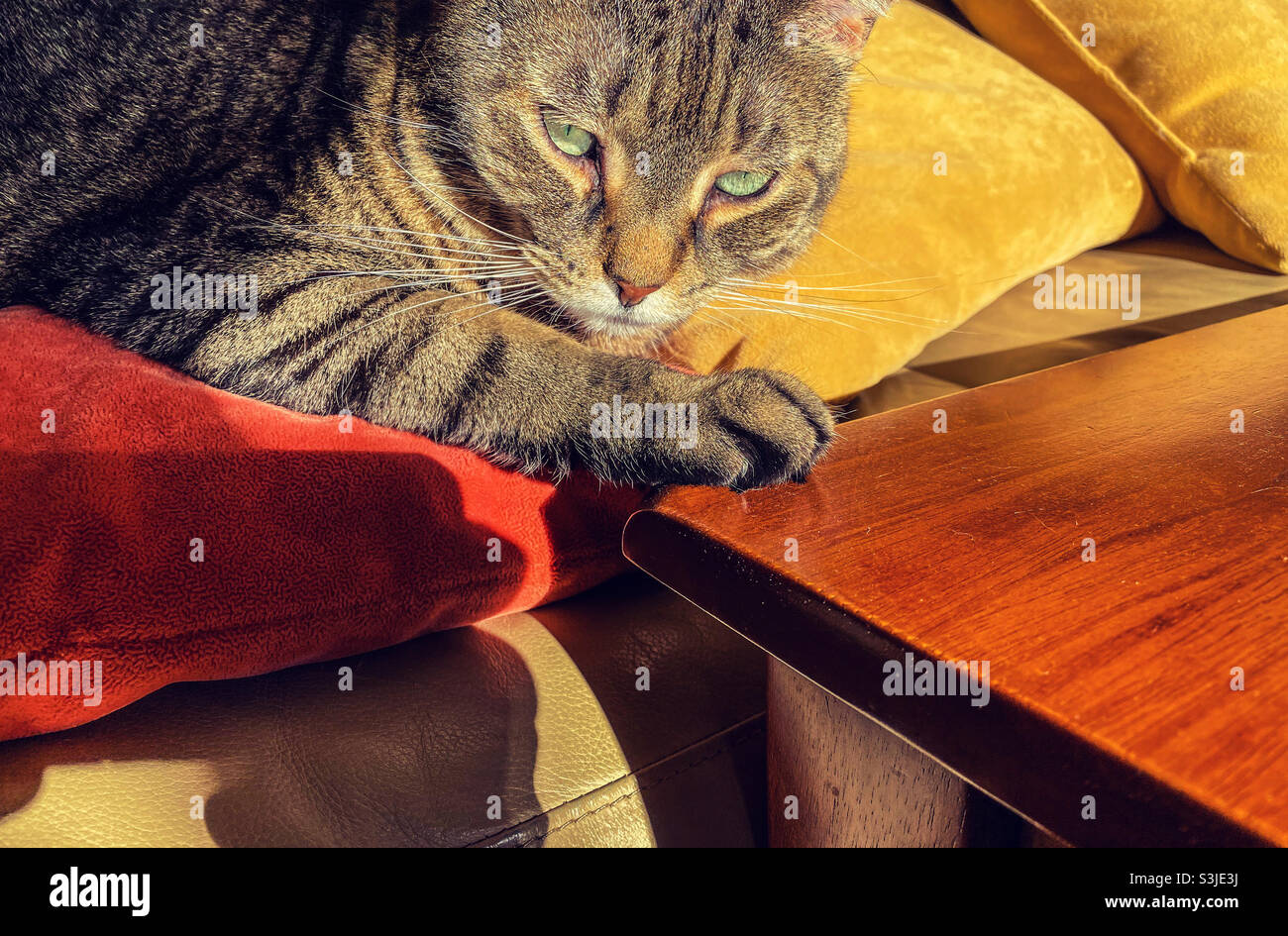 Eine Katze mit Tabby zu Hause auf einer Ledercouch mit orangefarbenen und gelben Kissen, die die Sonne aufsaugen - Smartphone-aufgenommenes Stockfoto