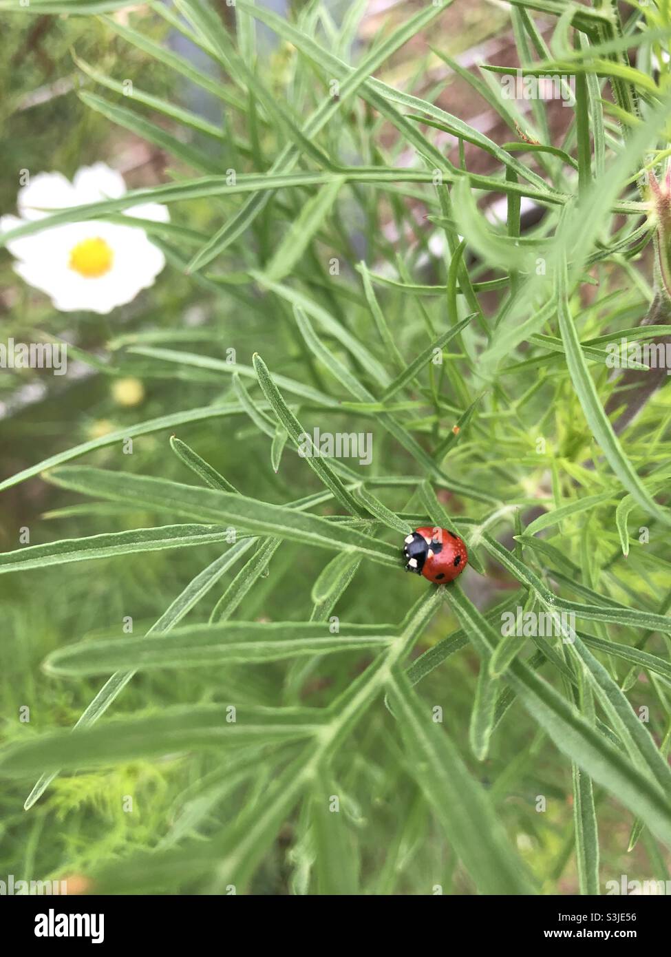 Marienkäfer im Garten an einem taufigen Morgen Stockfoto