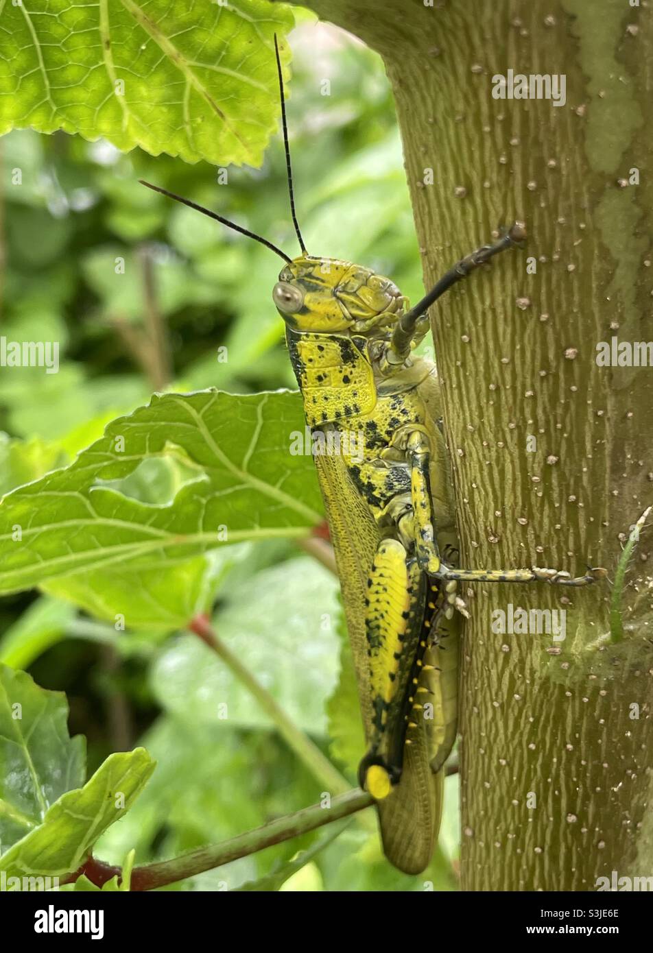 Eine javanische Heuschrecke griff auf den Stamm der Okra-Pflanze in Malaysia. Stockfoto