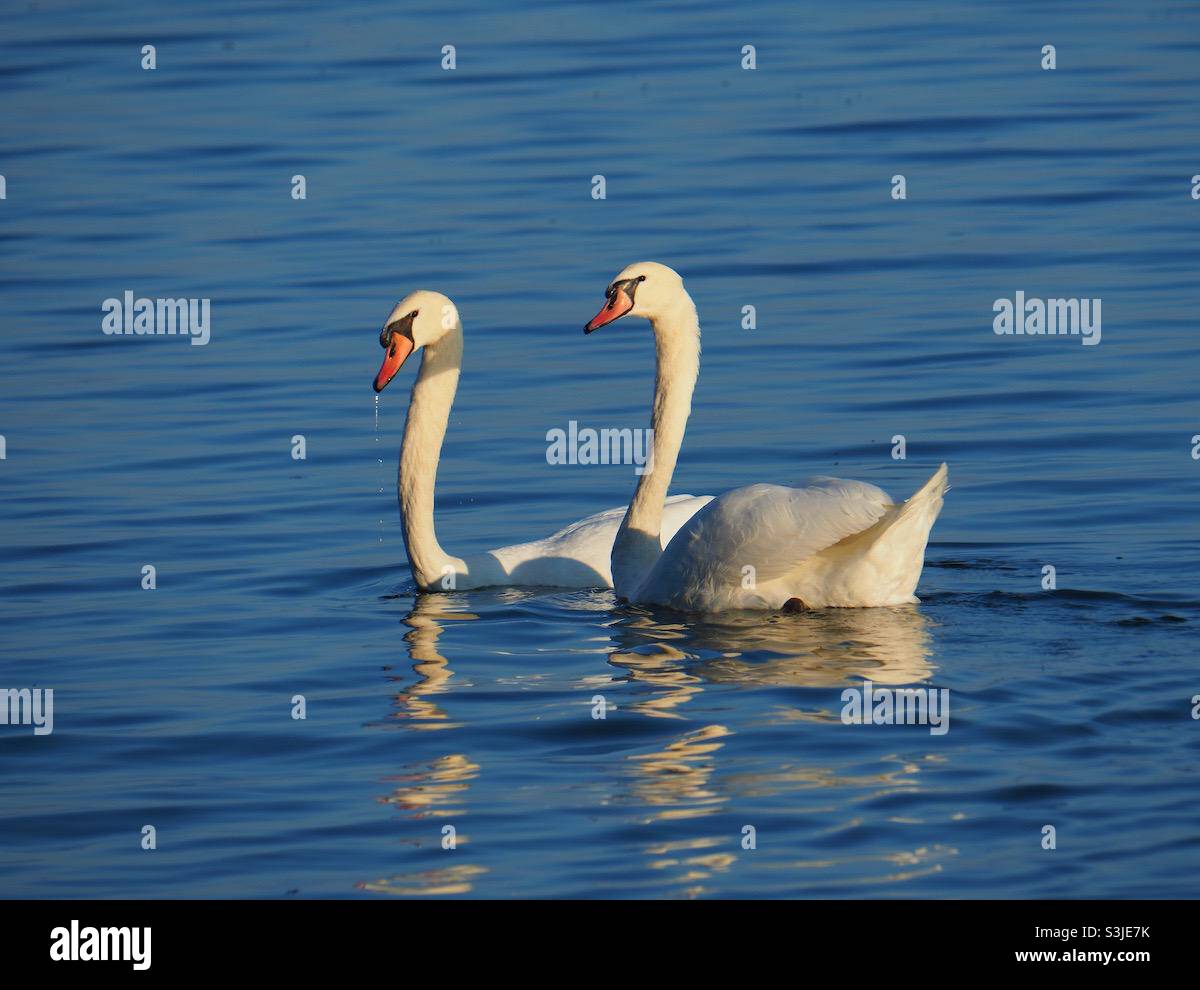Ein Paar Schwäne schwimmen Seite an Seite. - Smartphone-aufgenommenes Stockfoto