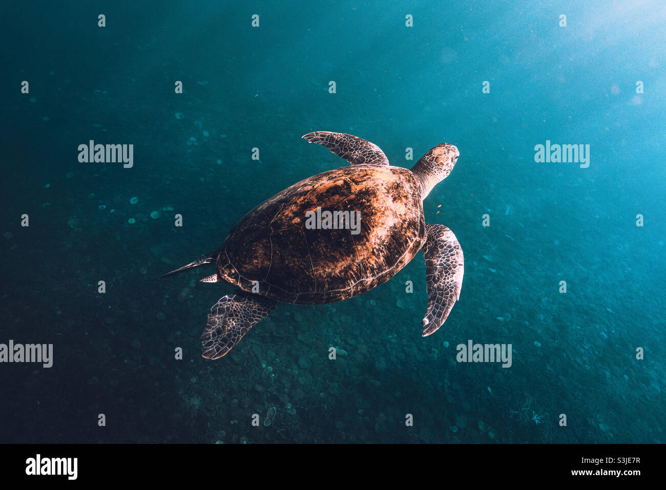 Grüne Schildkröte unter Wasser in blauem Wasser und klarem Meer Stockfoto
