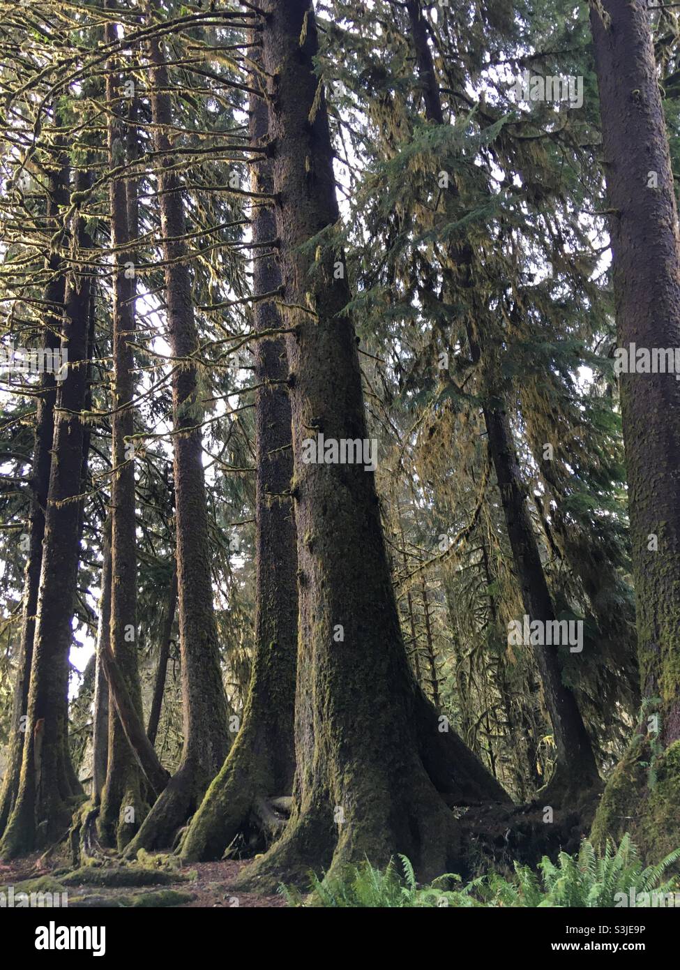 Sitka Spruce und Western Hemlock auf Nurse Log im Olympic National Park Washington Stockfoto