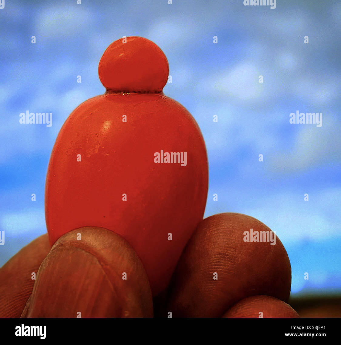 Unformschöne Tomate. - Smartphone-aufgenommenes Stockfoto