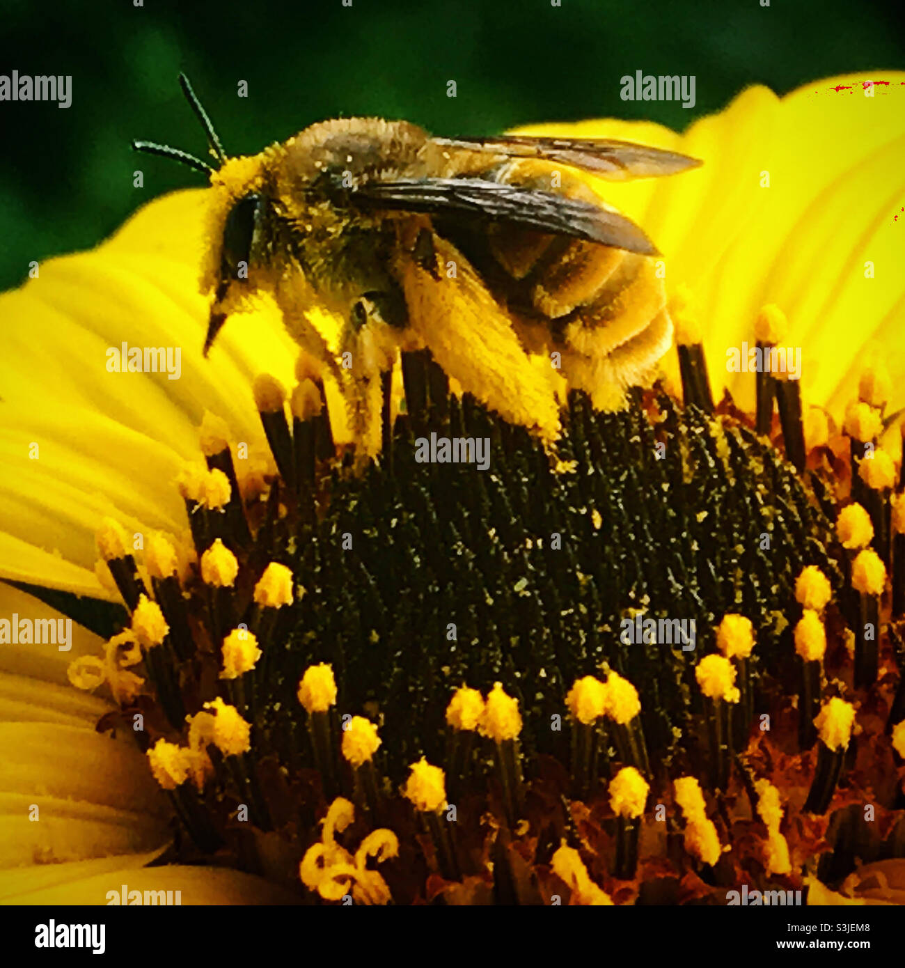 Eine mit Pollen bedeckte Honigbiene sitzt auf einer gelben Blume in einem Wald in Mexiko Stockfoto