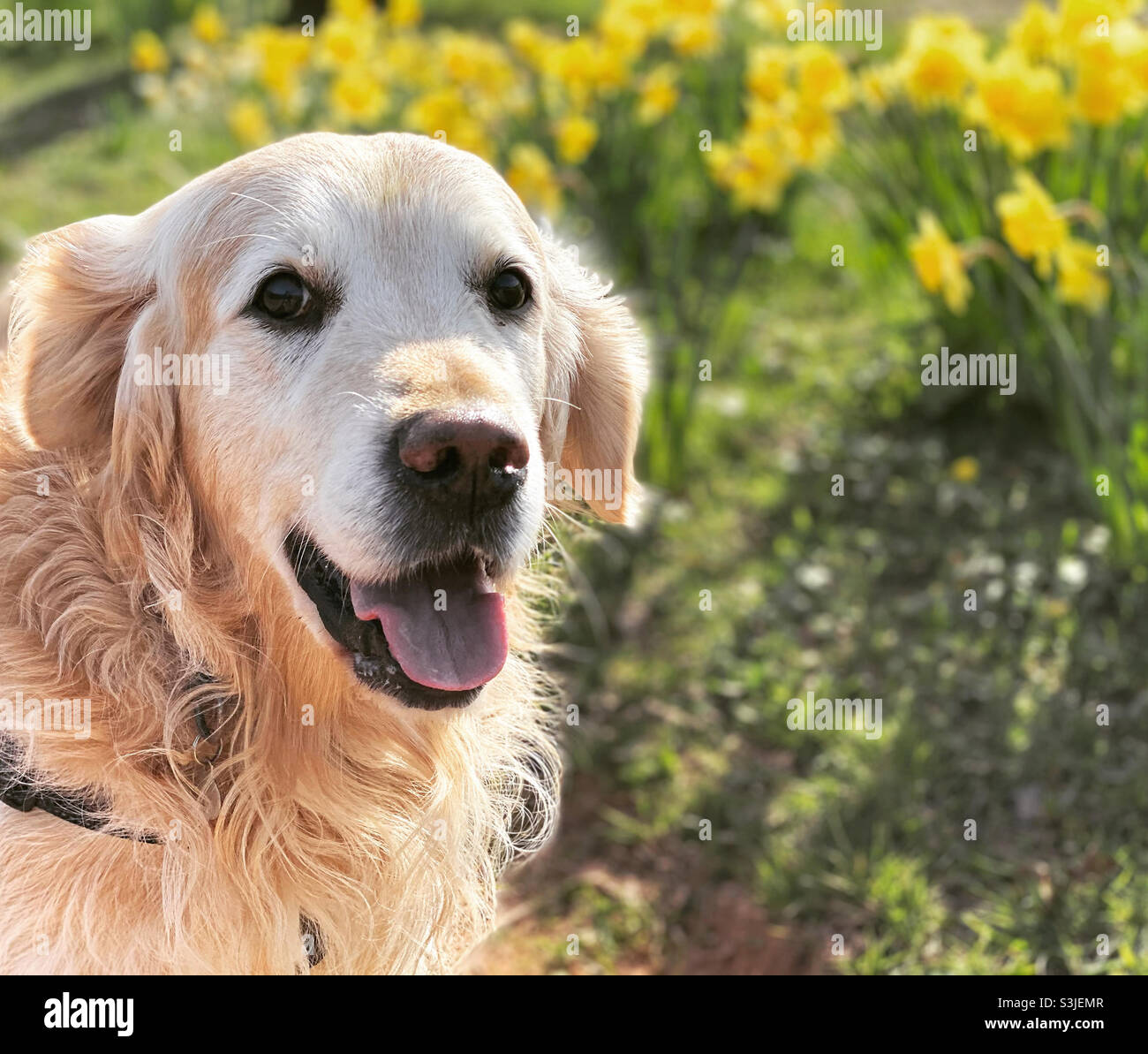 Ein glücklicher Goldener Retriever, der an einem sonnigen Frühlingstag neben Narzissen sitzt Stockfoto