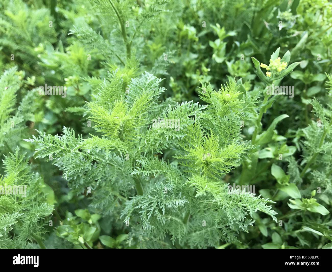 Grasgrün Stockfoto