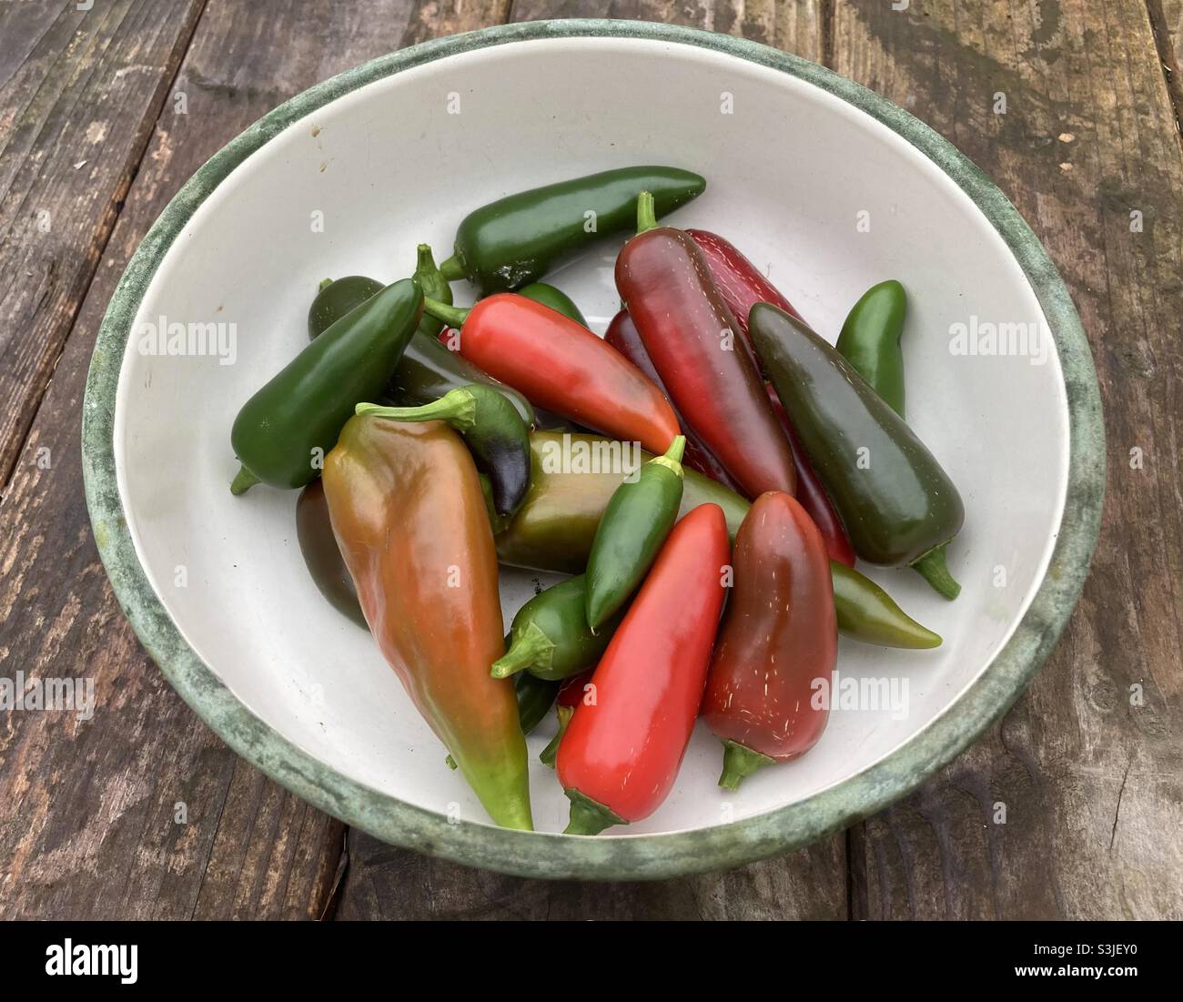 Chili-Pfeffer-Ernte Stockfoto