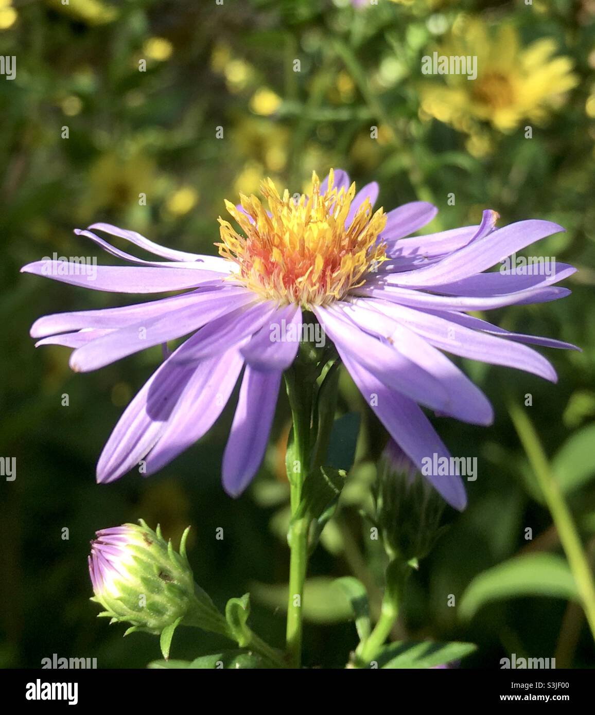 Blume im Sonnenlicht, Blume, Schönheit, grün, Sonnenlicht, Licht, Natur, lila, Garten, gelb , gold, Wald, Gold, Stockfoto