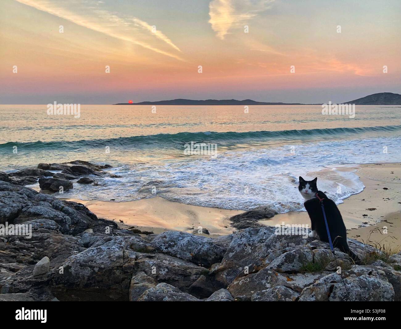Smoking Adventure Cat beobachtet den Sonnenuntergang Stockfoto