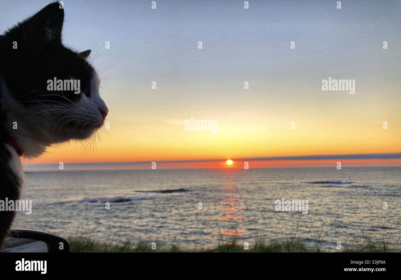 Smoking Adventure Cat beobachtet den Sonnenuntergang Stockfoto