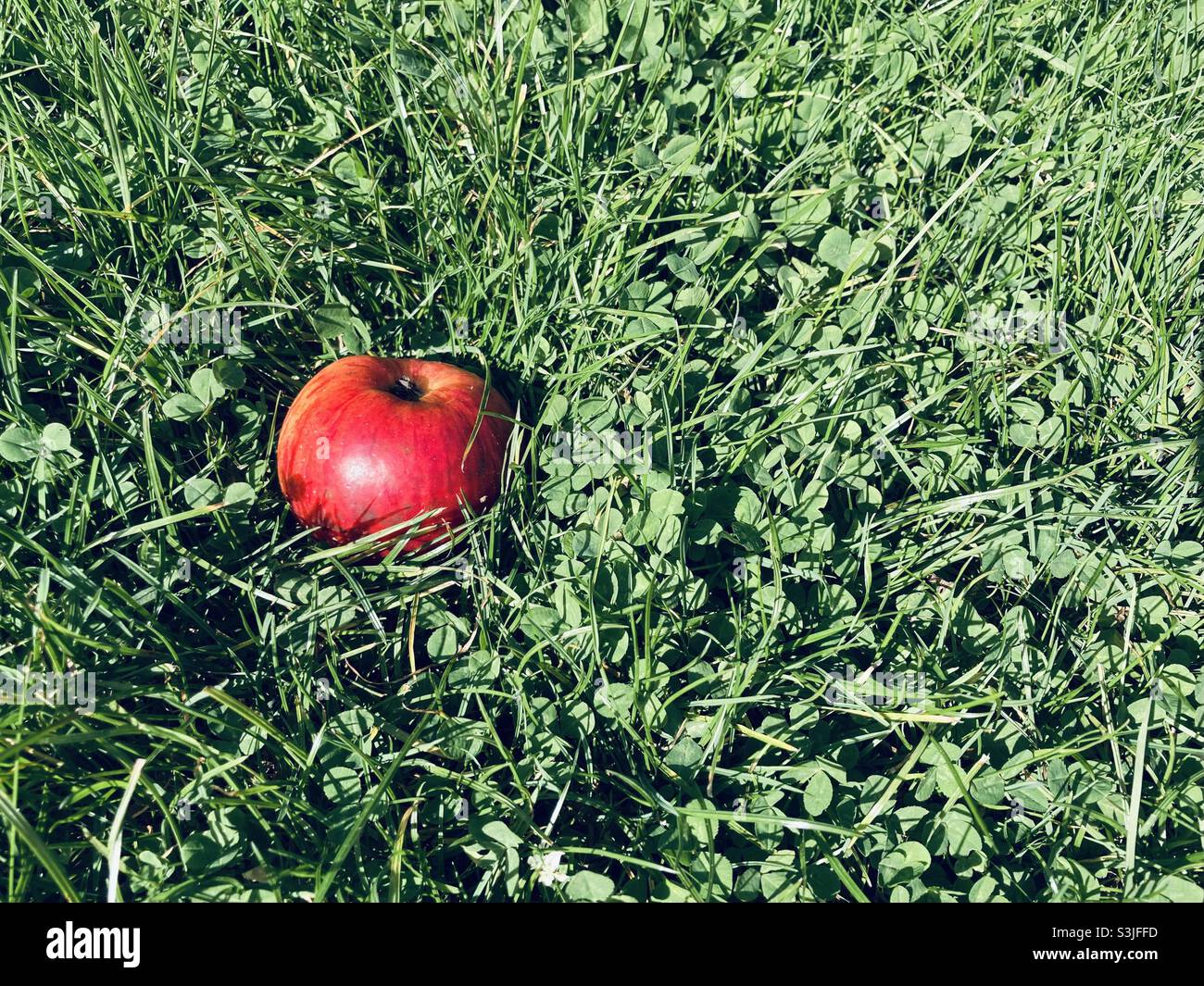 Ein roter Apfel liegt auf einer Wiese in der Sonne Stockfoto