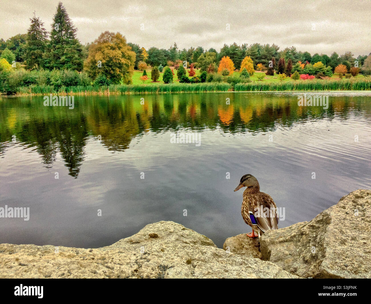 Eine Ente sitzt auf dem Steinufer eines Sees, am gegenüberliegenden Ufer gibt es eine Baumgrenze in herbstlichen Tönen, die sich im Wasser widerspiegelt Stockfoto