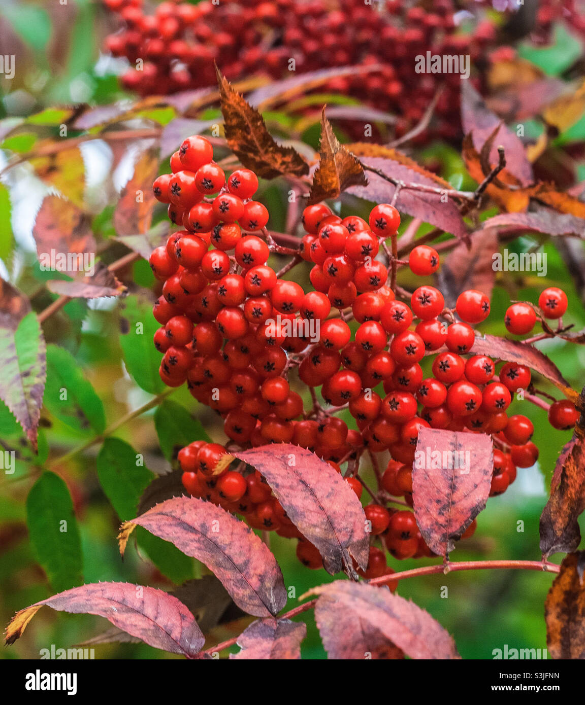 Leuchtend rote amerikanische Berg-Esche-Beeren gegen grüne und rote Blätter - Smartphone-aufgenommenes Stockfoto