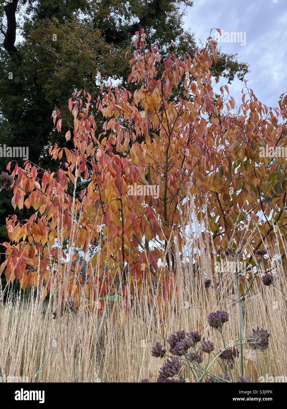 Herbstliche Blätter von rot und orange. Stockfoto