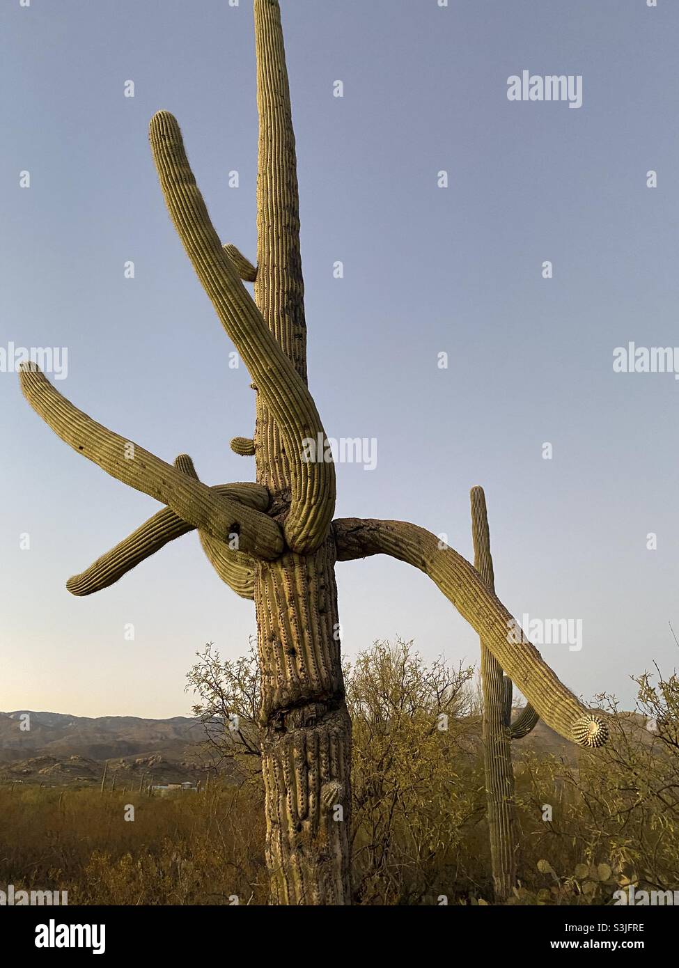 saguaro Kaktus, arizona Stockfoto