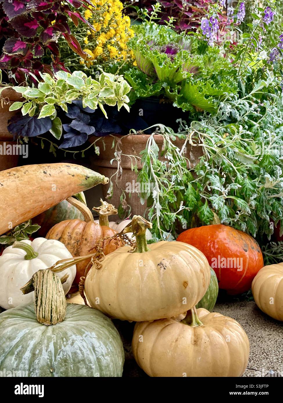 Herbsttopf-Ideen mit Müttern, Kürbissen und Squash, um jedes Geschäft oder Zuhause zu dekorieren. Stockfoto