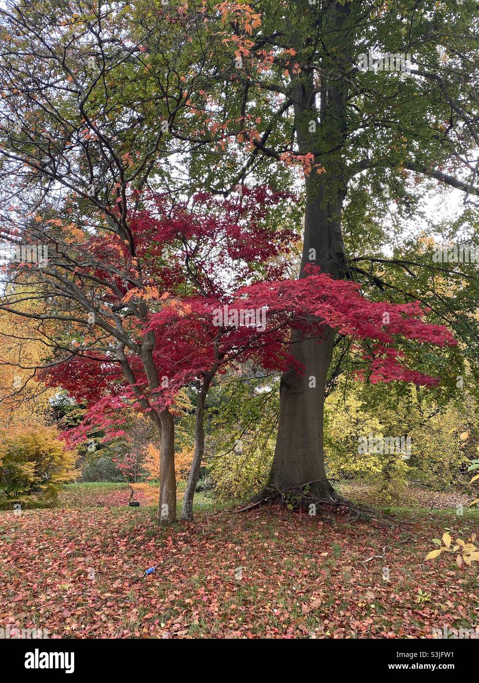 Ahornbäume im Herbst. Stockfoto