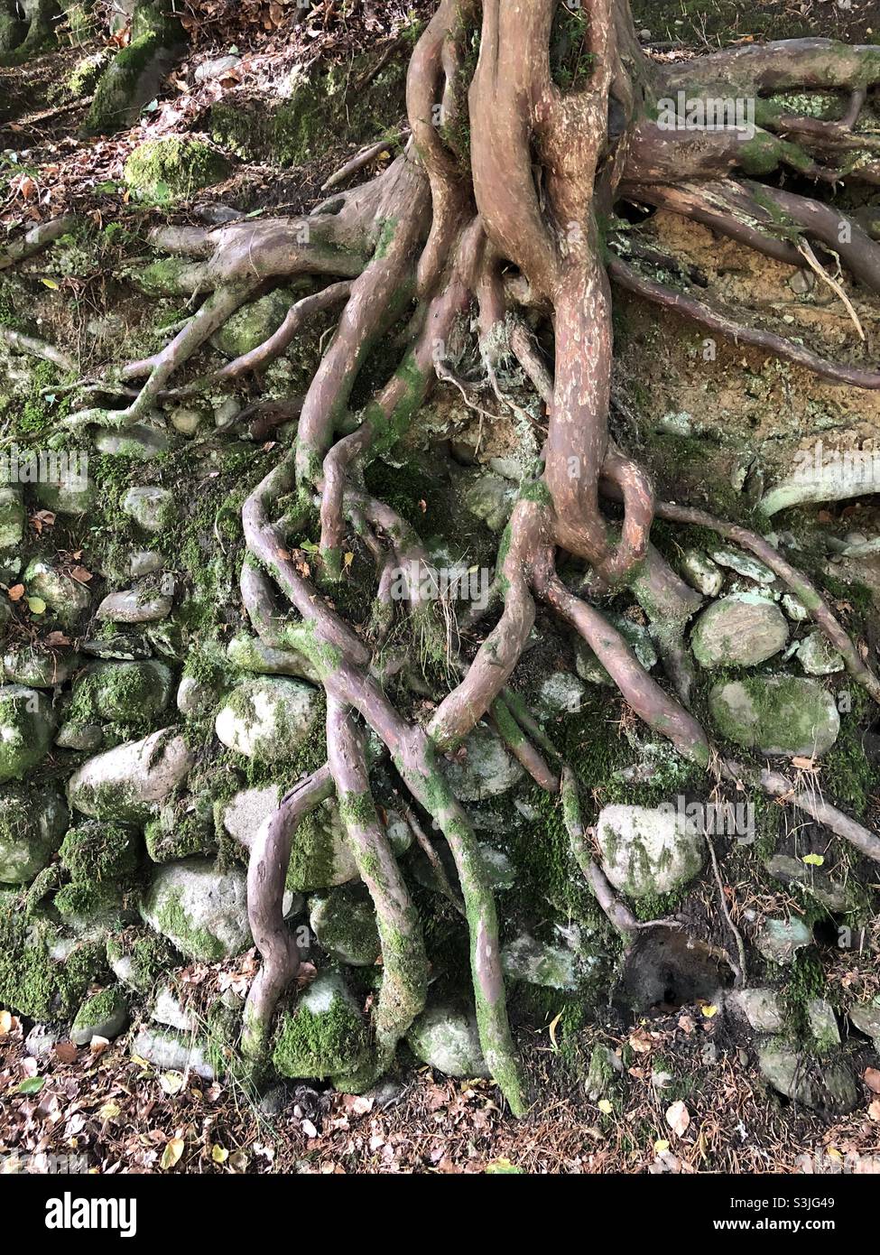 Verdrehte Eibenwurzeln wachsen über Steinen im Wald bei Dunkeld, Schottland Stockfoto