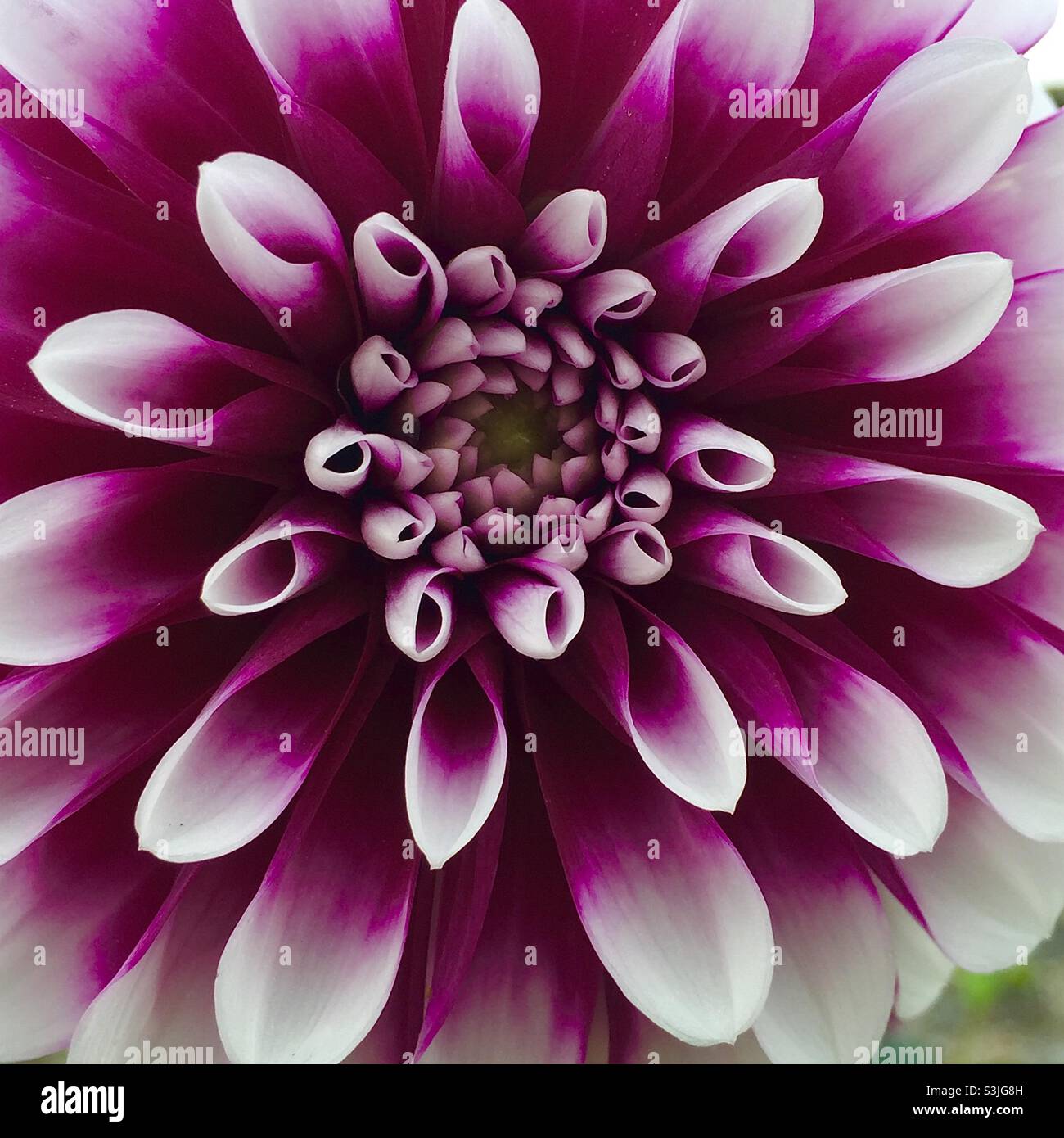 Nahaufnahme einer Blume Dahlie Stockfoto