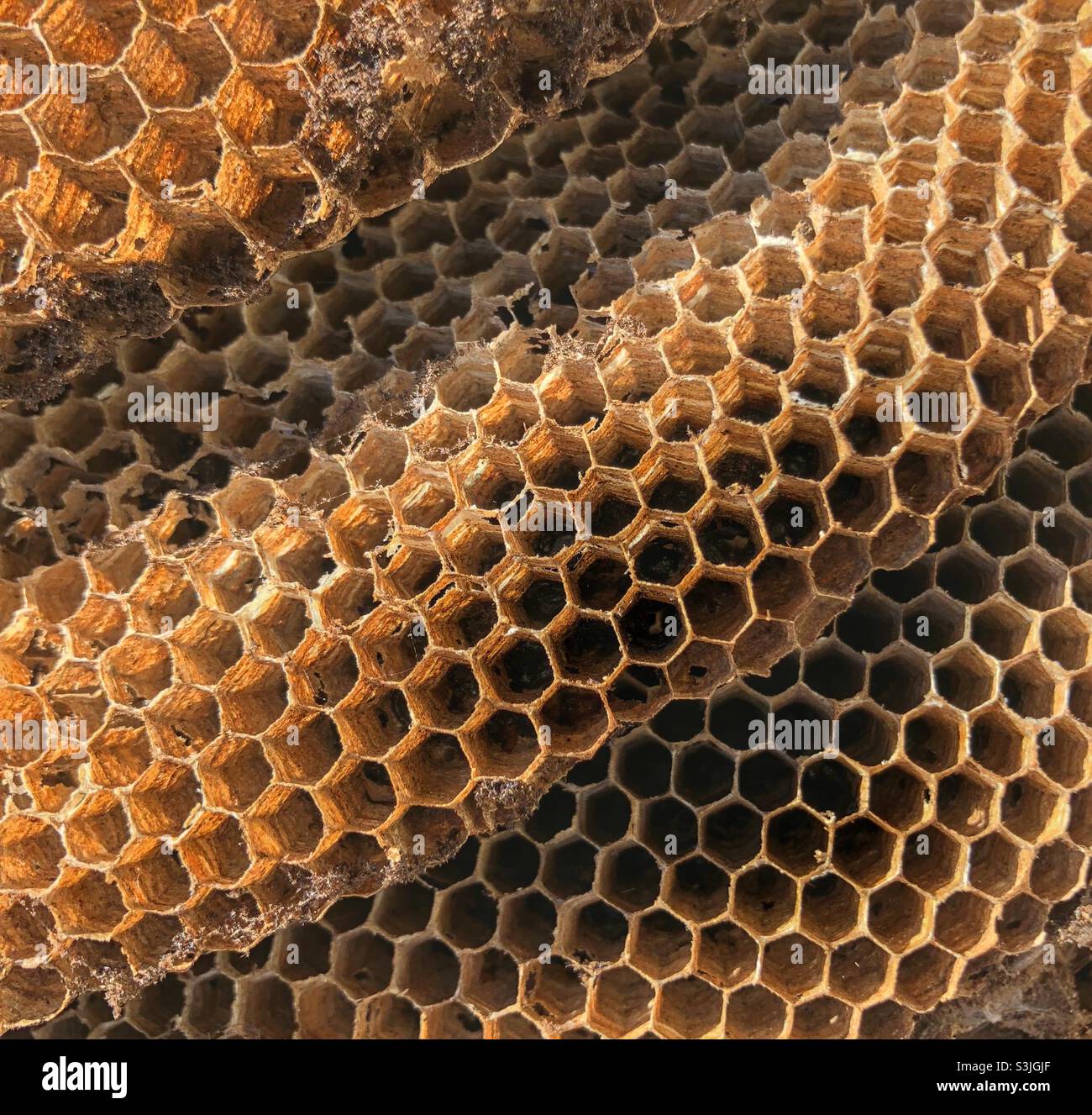 Das Innere des alten Wespennestes zeigt sechseckige Zellen Stockfoto