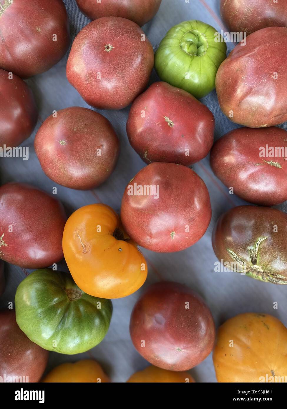 Bio Urtomaten - Smartphone-aufgenommenes Stockfoto