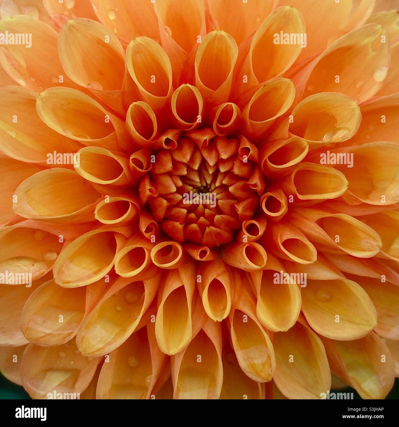 Nahaufnahme der orangefarbenen Dahlia-Blume Stockfoto