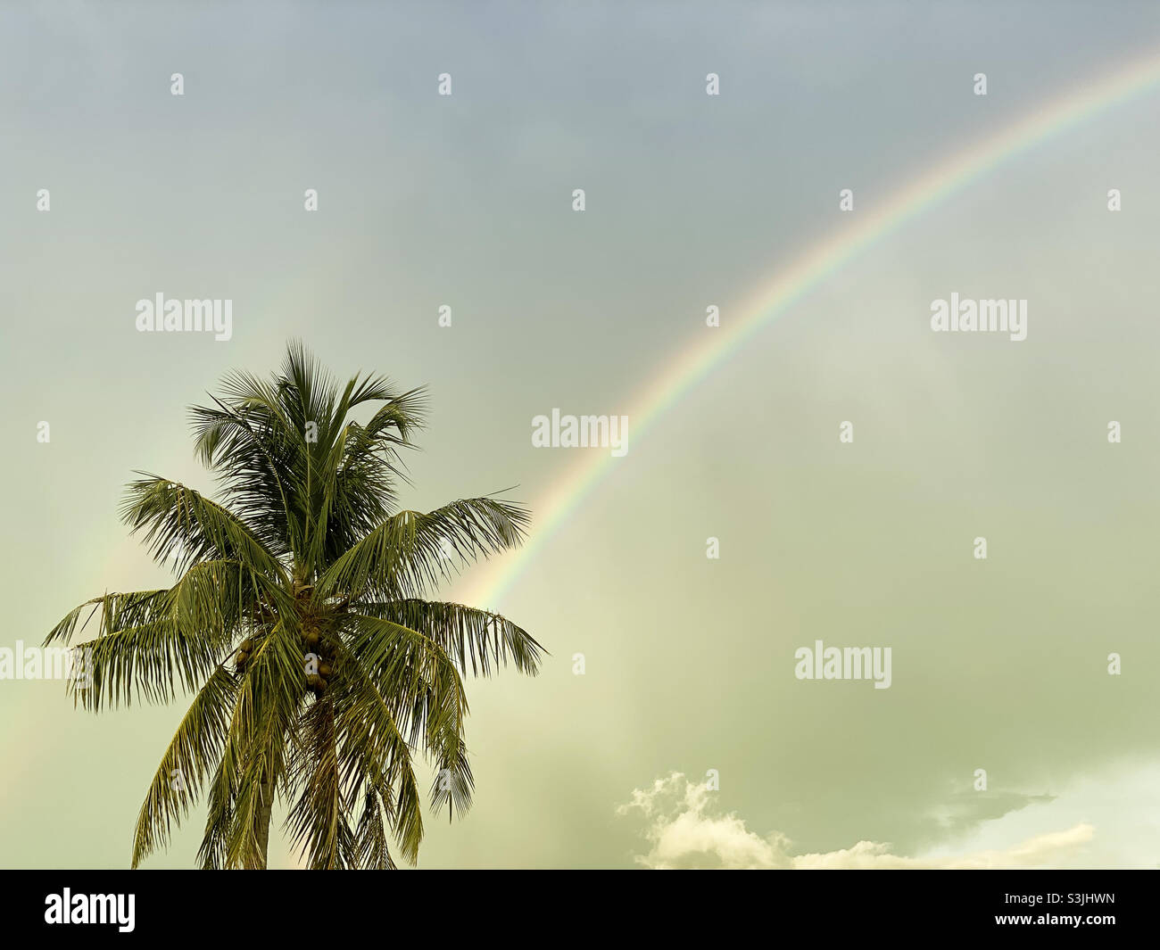 Regenbogen über Palmen Stockfoto