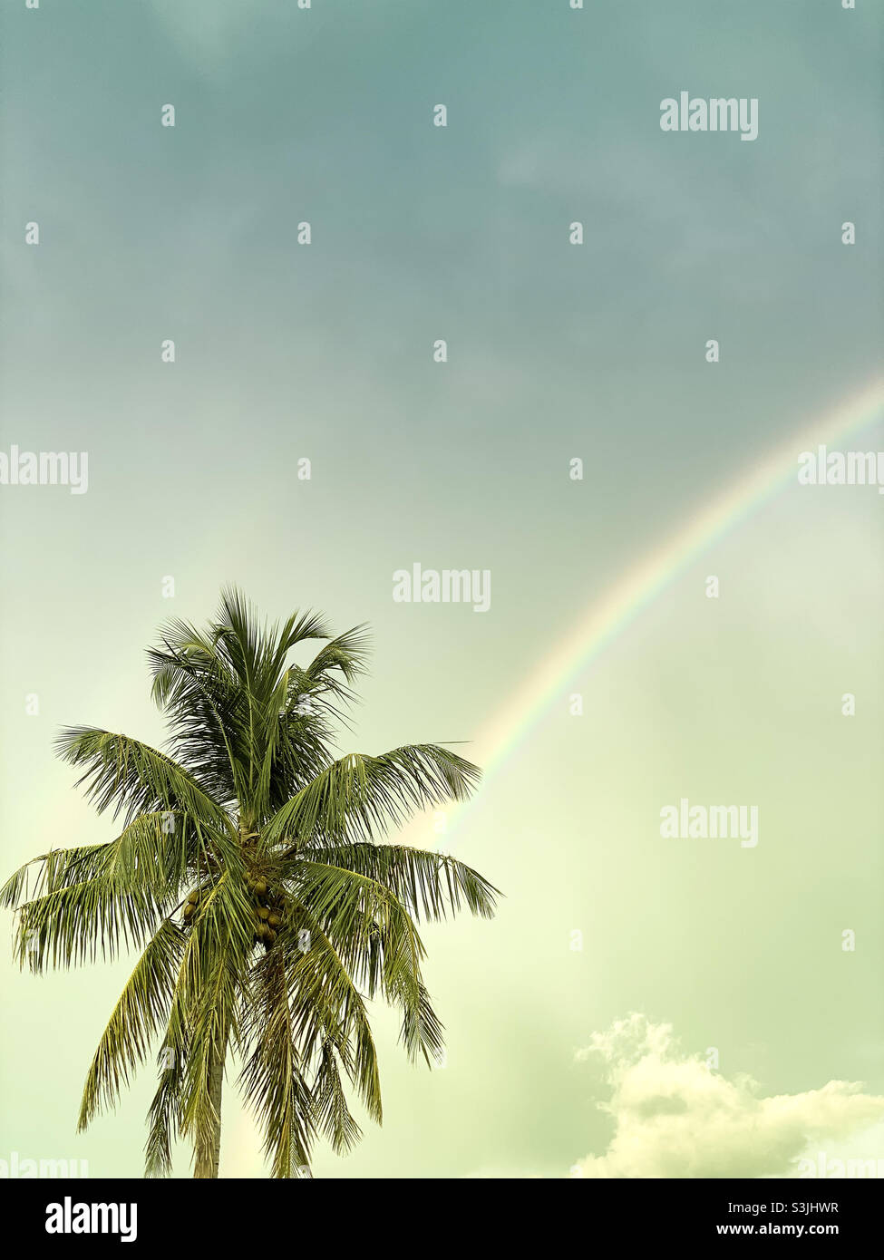Regenbogen, der zur Palme führt Stockfoto