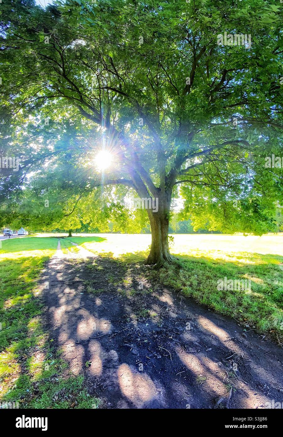 Sonnenbeschienenen Bäumen im Peckham Rye Park. Stockfoto