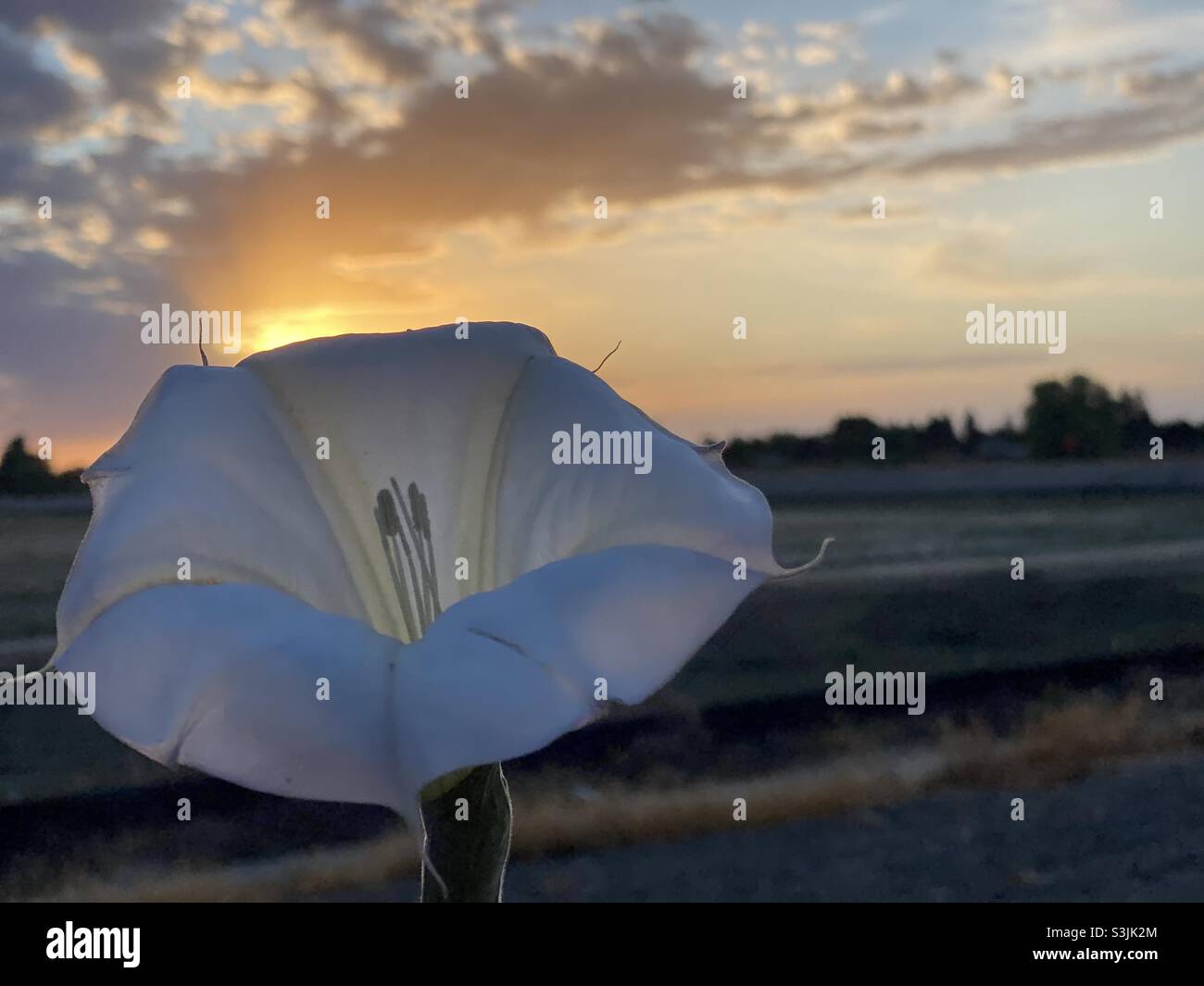 Blumen- und Sonnenuntergang Stockfoto