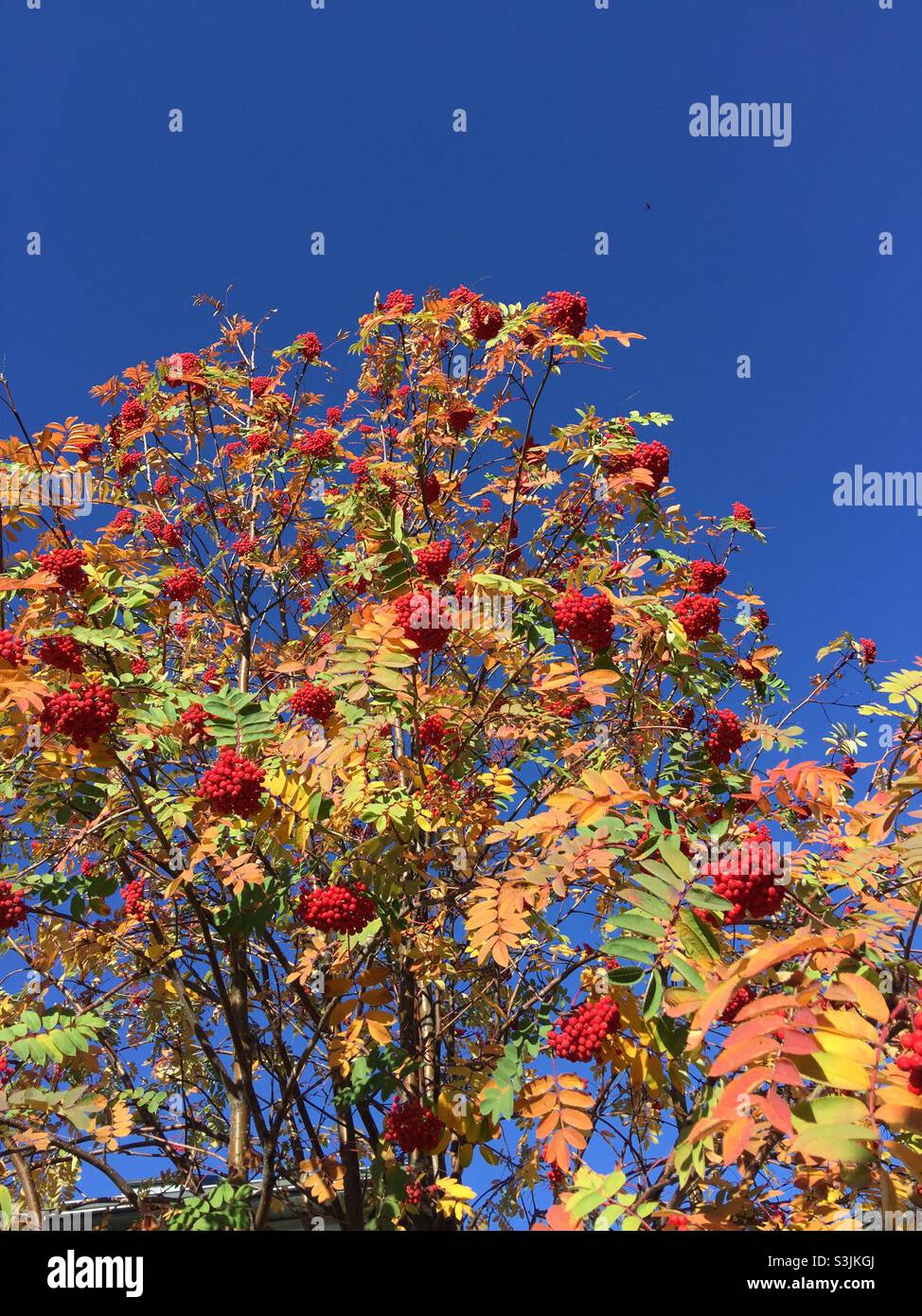 Aschenbaum, Herbst, Herbst, Farben, Beeren, Roter, grüner, blauer Himmel - Smartphone-aufgenommenes Stockfoto