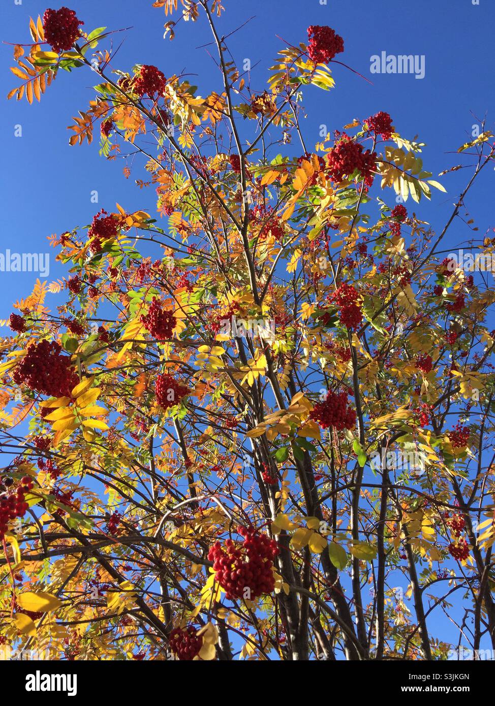 Aschenbaum, Herbst, Herbst, Farben, Beeren, Roter, grüner, blauer Himmel - Smartphone-aufgenommenes Stockfoto