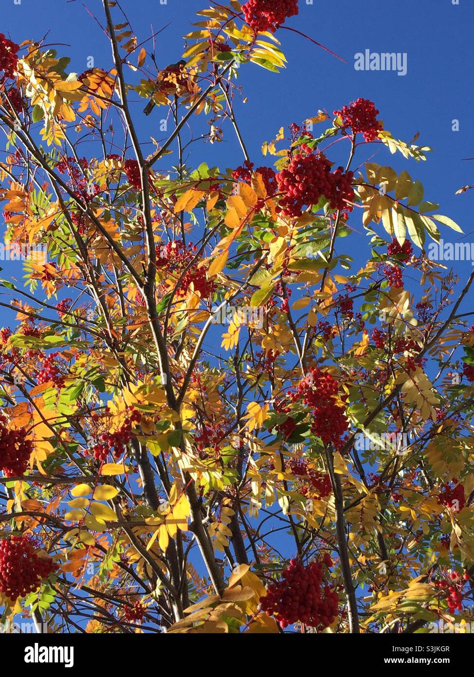 Aschenbaum, Herbst, Herbst, Farben, Beeren, Roter, grüner, blauer Himmel - Smartphone-aufgenommenes Stockfoto