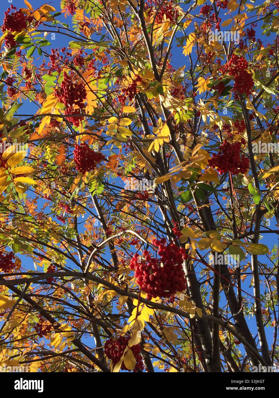 Aschenbaum, Herbst, Herbst, Farben, Beeren, Roter, grüner, blauer Himmel - Smartphone-aufgenommenes Stockfoto