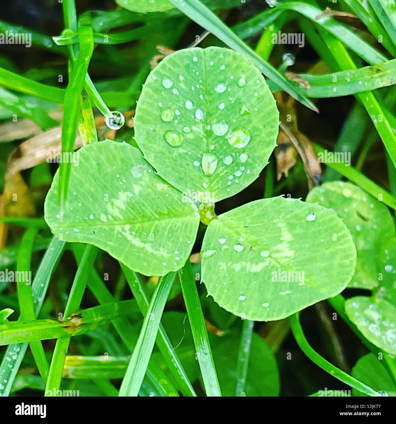 Grünes Kleeblatt nach Regen Stockfoto