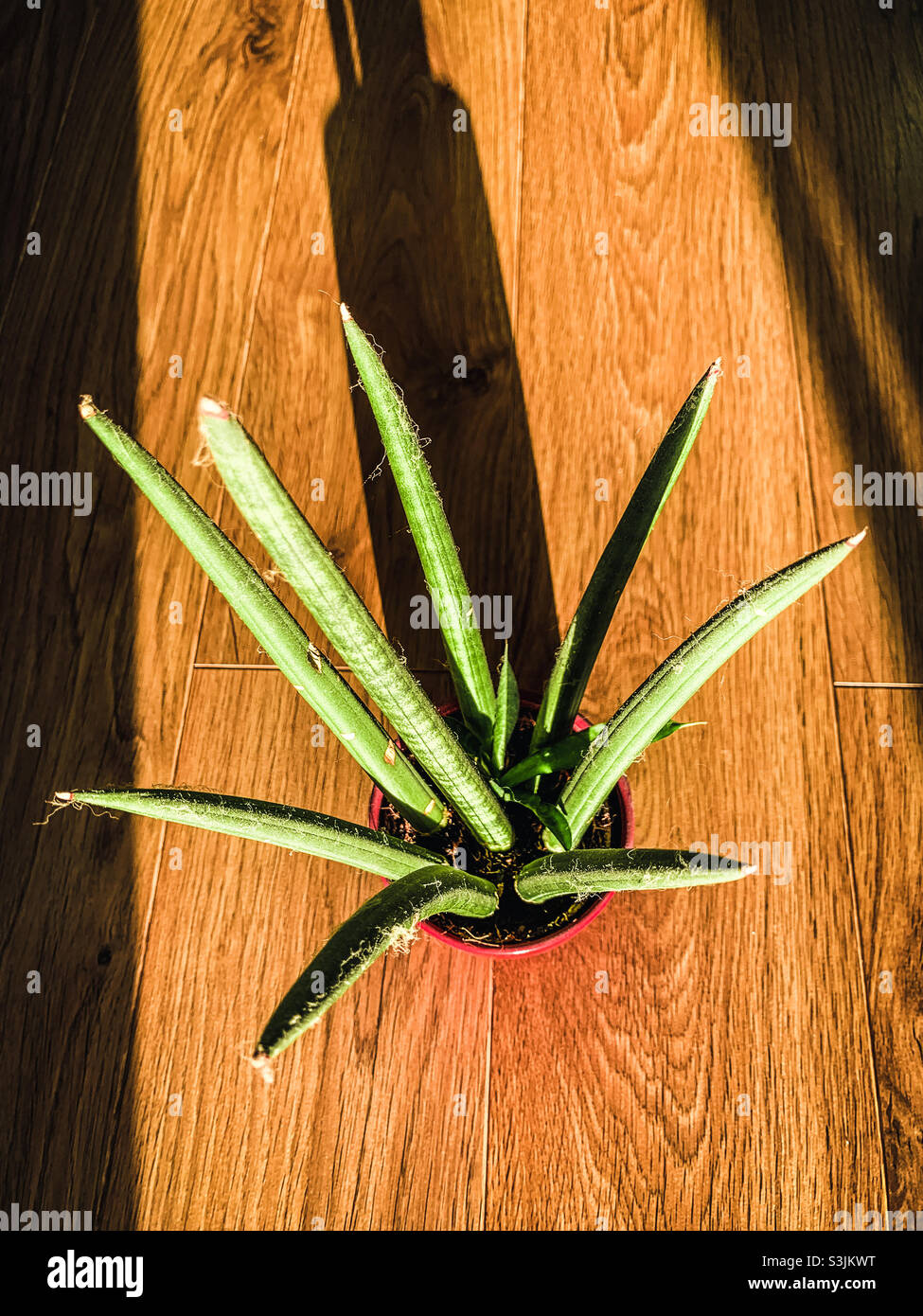 Draufsicht auf einen stacheligen Sansevieria Kaktus im Sonnenlicht Stockfoto