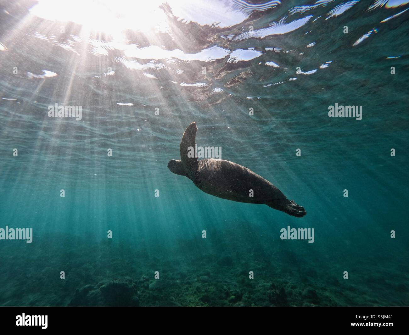 Grüne Meeresschildkröte, die anmutig im Ozean mit Lichtstrahlen schwimmend ist. Stockfoto