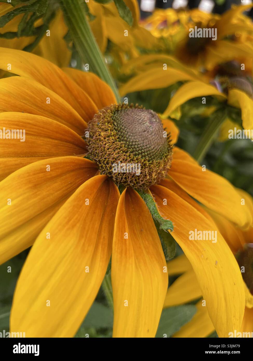Gelbe daisy Stockfoto