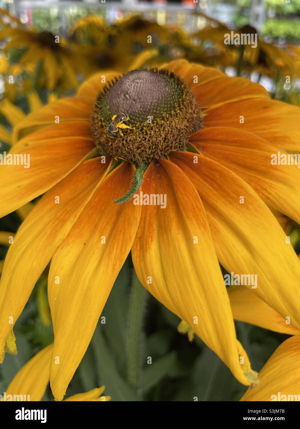 Käfer auf Blüte Stockfoto