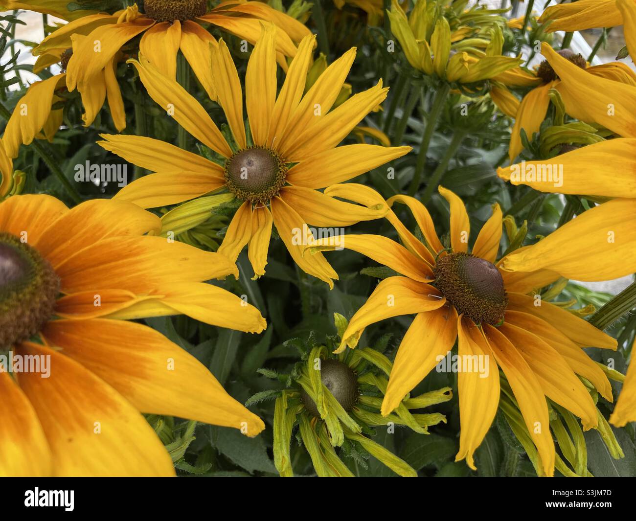 Gelbe Blumen Stockfoto